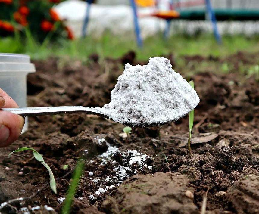 Борьба с вредителями сада при помощи извести безопасные методы защиты