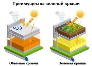 Преимущества зеленой крыши и основные этапы формирования